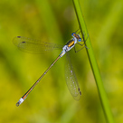 Lestes sponsa